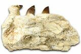 Fossil Mosasaur (Thalassotitan) Jaw Section with Teeth - Morocco #368246-3